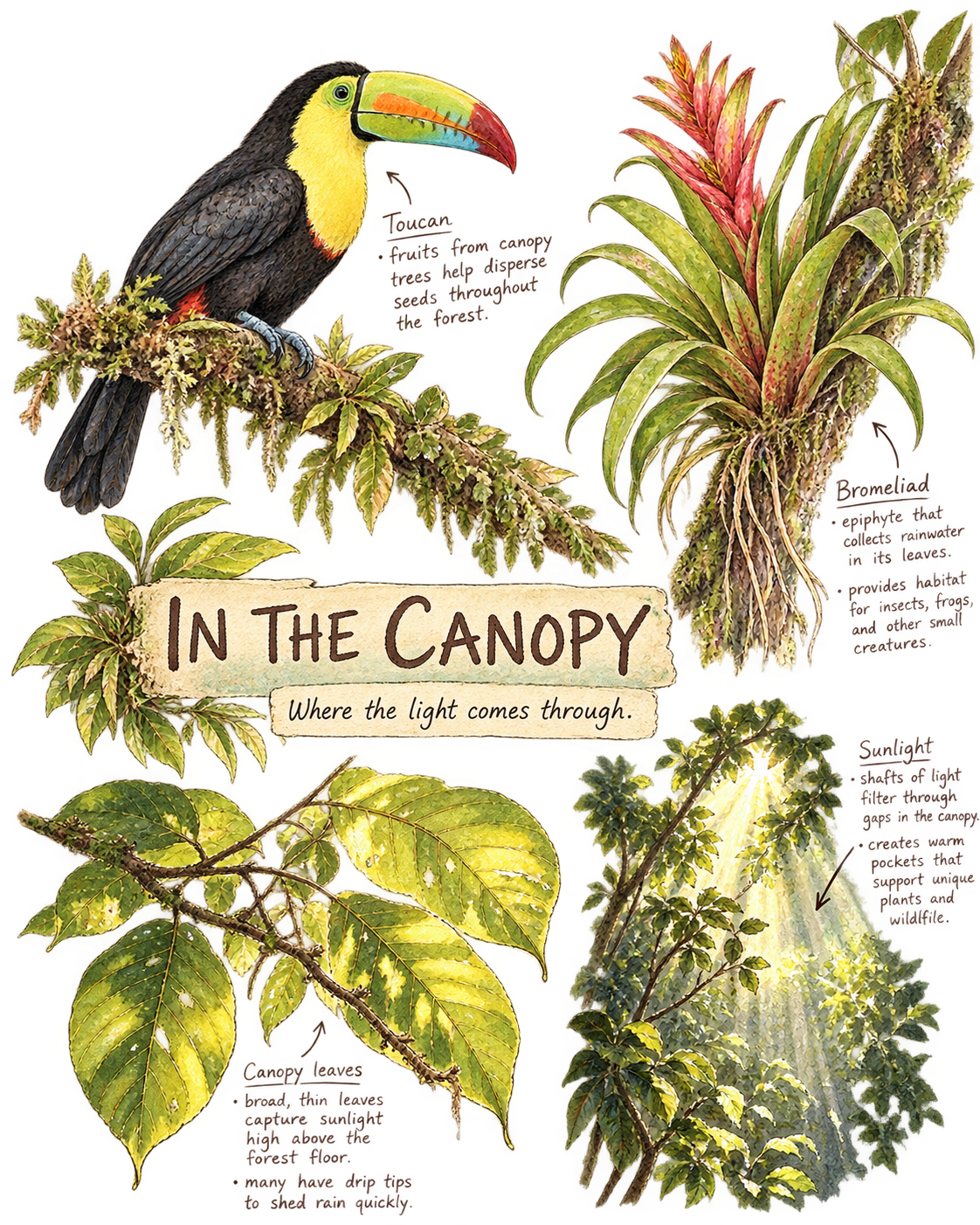 In the Canopy field note illustration